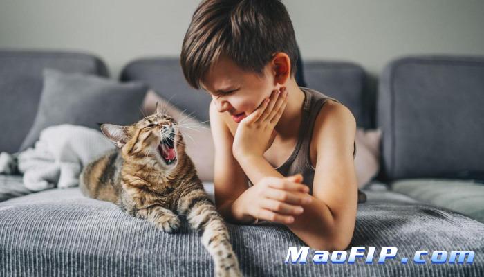 猫传腹不治有活下来的可能性吗