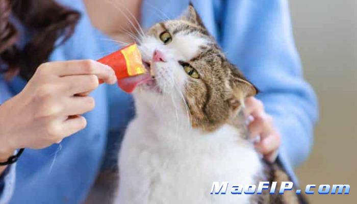 怎么判断猫得没得猫传腹