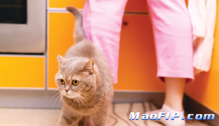 441猫传腹治疗成功率