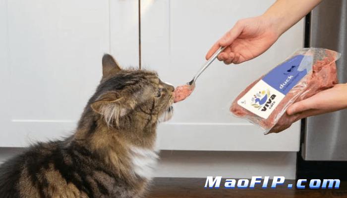 猫传腹有什么明显症状