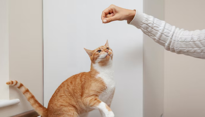 猫传腹早期症状及预防措施