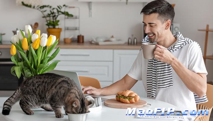 猫传腹治不起怎么办