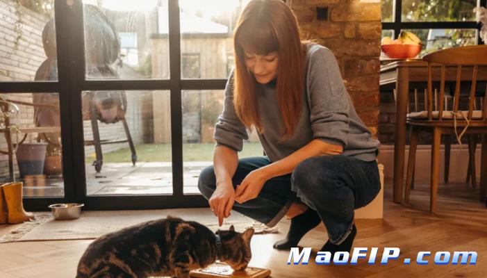 猫为什么得了猫传腹