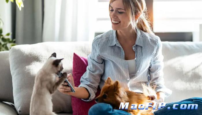 早点发现猫传腹能提高生存率吗