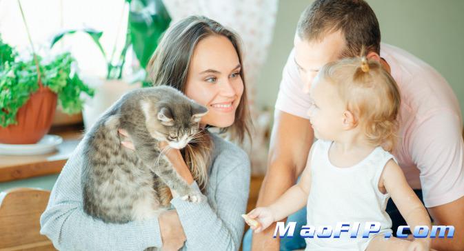 猫传腹的10大征兆