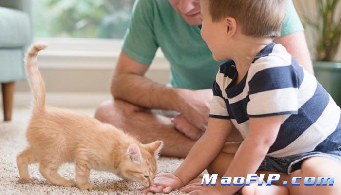 猫传腹猫咪会难受吗