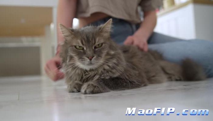 猫传腹会治好吗