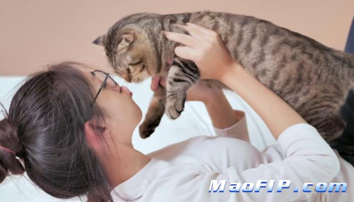 猫传染性腹膜炎治疗中猫咪很痛苦怎么办