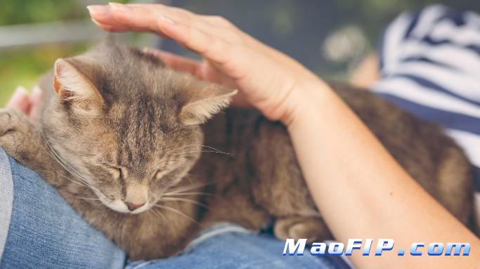 猫传染性腹膜炎的疫苗临床试验