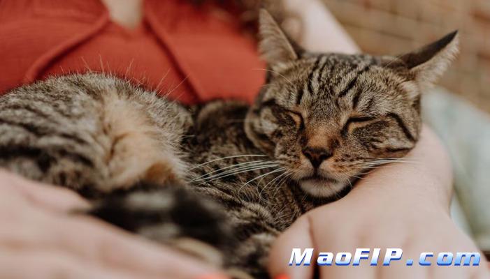 猫传染性腹膜炎的病理学变化