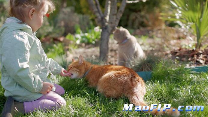 提前了解猫传腹能降低风险吗