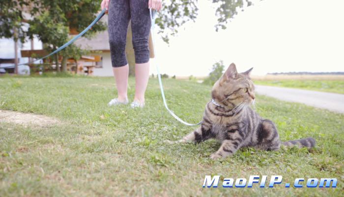 猫传腹药物治疗效果