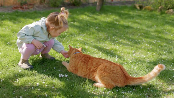 猫咪得了猫传腹用药要多久才能见效