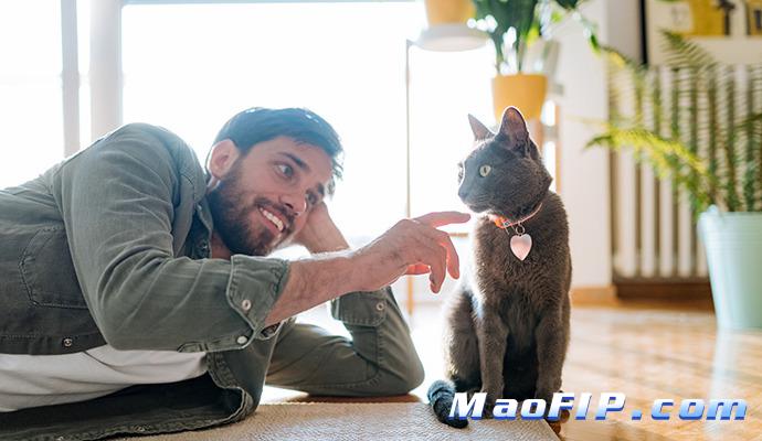 猫传腹不管他能自愈吗