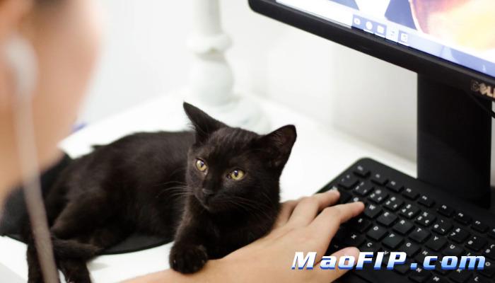 猫传染性腹膜炎(FIP)是怎么引起的能治好吗