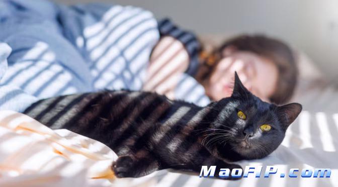 猫传腹治疗费用能分期吗