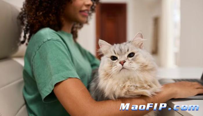 GS-441524猫传腹治疗成功率有多大