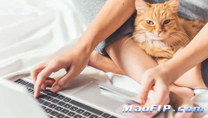 幼猫预防猫传腹要注意什么