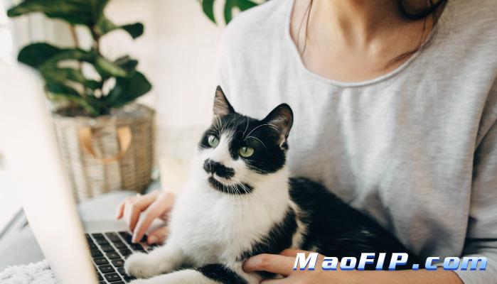 猫传染性腹膜炎可以活多久