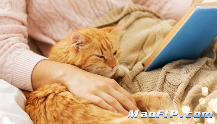 猫传腹怎么治疗最好441多少钱