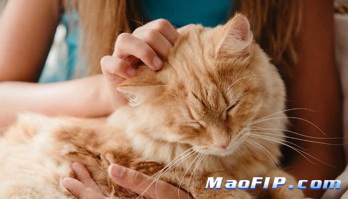 猫咪怎么会得猫传腹