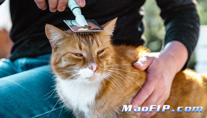 猫传腹是什么样子的