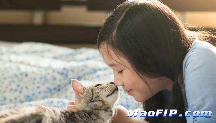 猫传染性腹膜炎的家庭照护注意事项