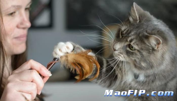 猫传染性腹膜炎的临床路径优化