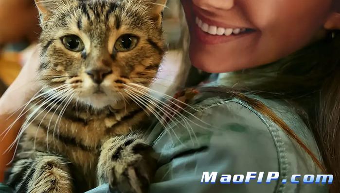 猫传腹441口服片剂