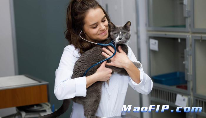 猫传染性腹膜炎期间怎么鼓励自己坚持