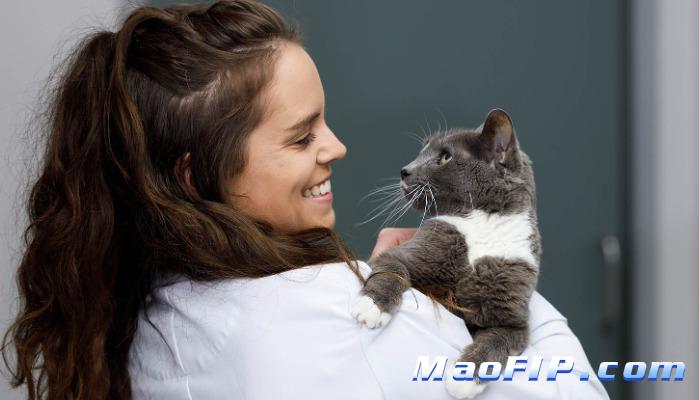 猫传腹的原因有哪些