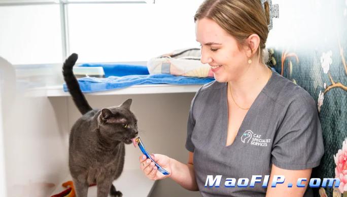 猫传腹是应激反应发作的吗