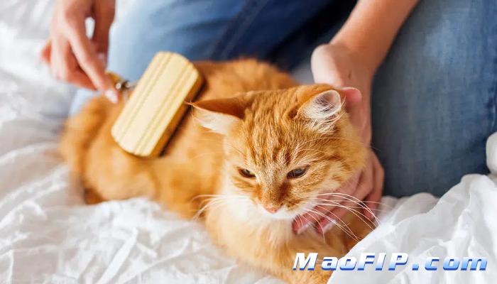 猫咪体内有冠状病毒一定会得传腹吗