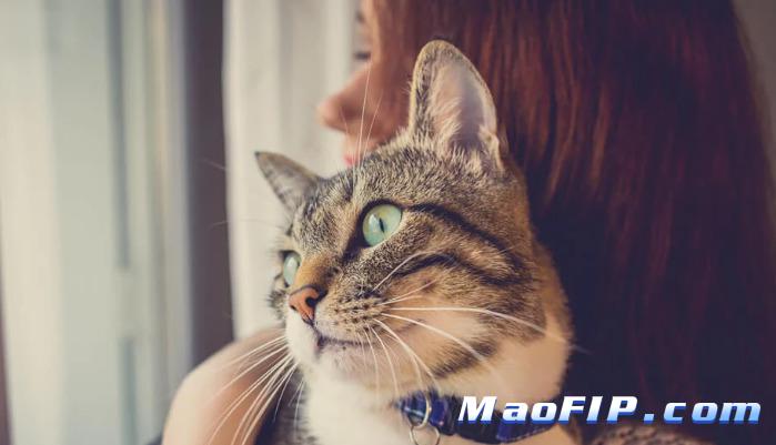 猫传染性腹膜炎需要多少钱