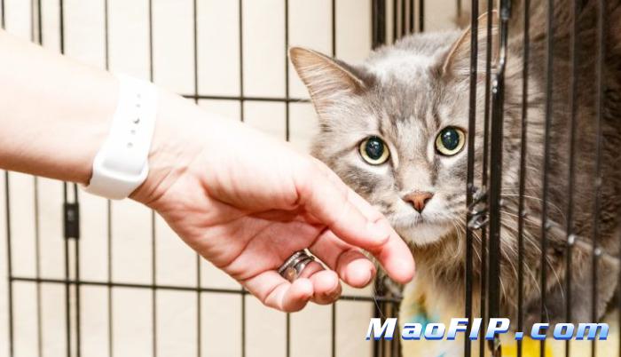 猫传腹的传染性大吗