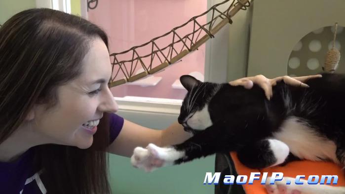 猫传腹得多少钱治疗