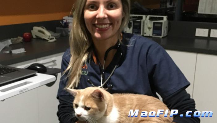 猫传腹自己在家能治吗