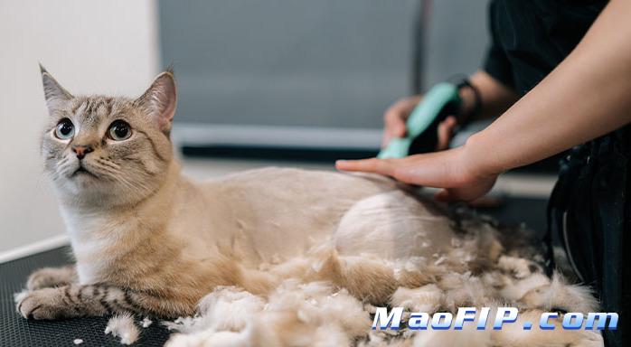 治疗猫传腹的费用