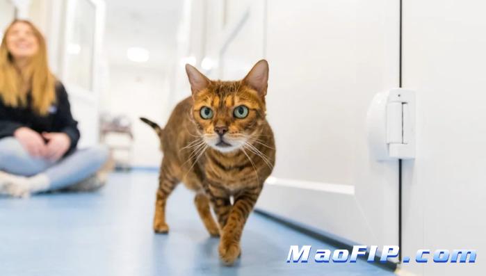 猫传腹和肿瘤怎么区分