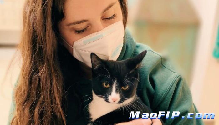 猫传染性腹膜炎能治愈吗多少钱