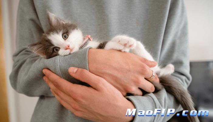 猫什么情况下会得猫传腹