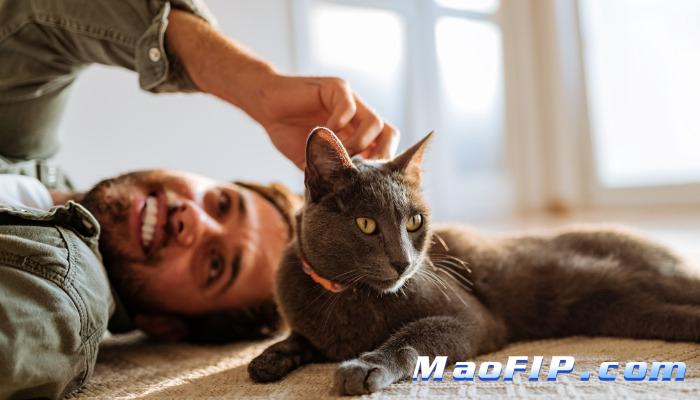 猫传腹的疫苗接种后反应