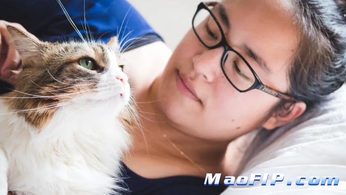 猫传腹怎么才算好