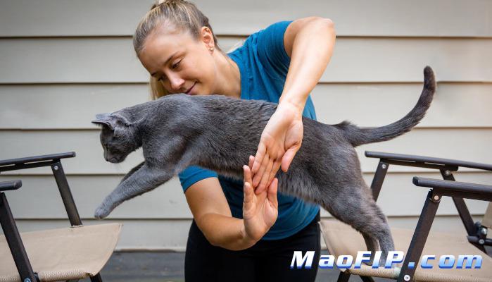 多猫家庭怎么预防猫传腹