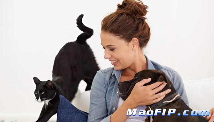 猫咪长期应激状态怎么改善