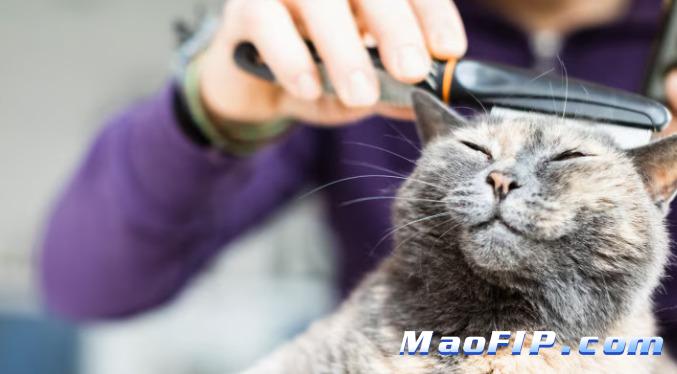 猫传染性腹膜炎的基因学研究