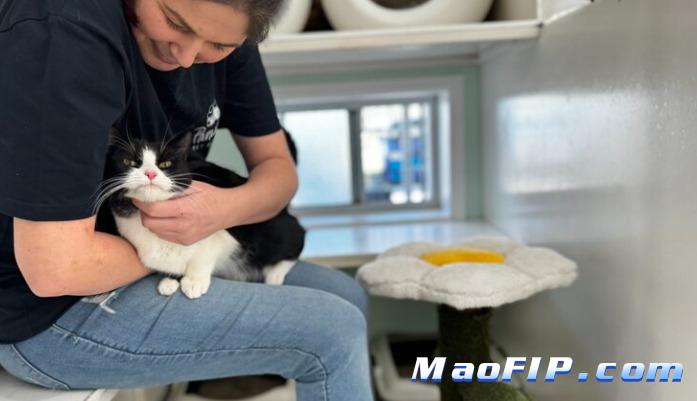 猫传腹诊断费用高不高