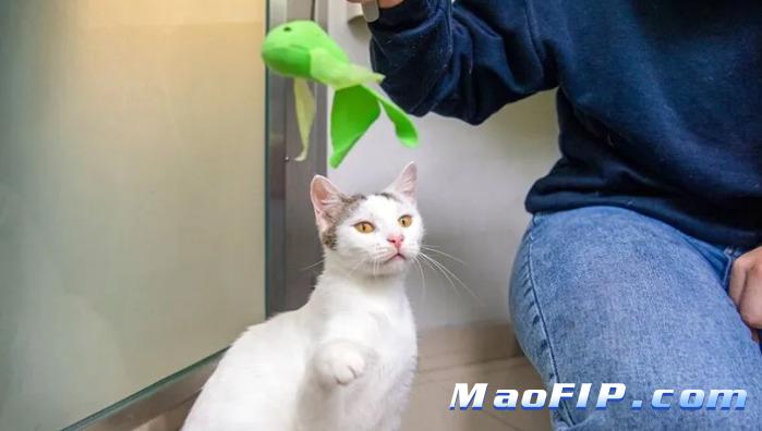 猫传腹确诊前能不能先用药