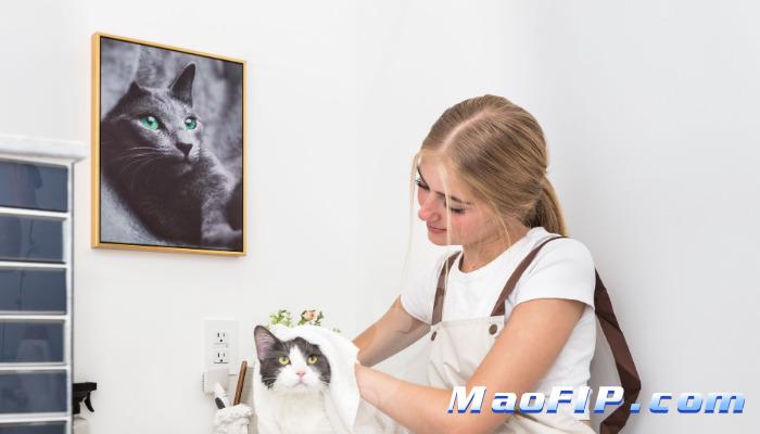 猫传腹441药贵吗