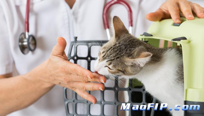 猫传腹最简单三个症状